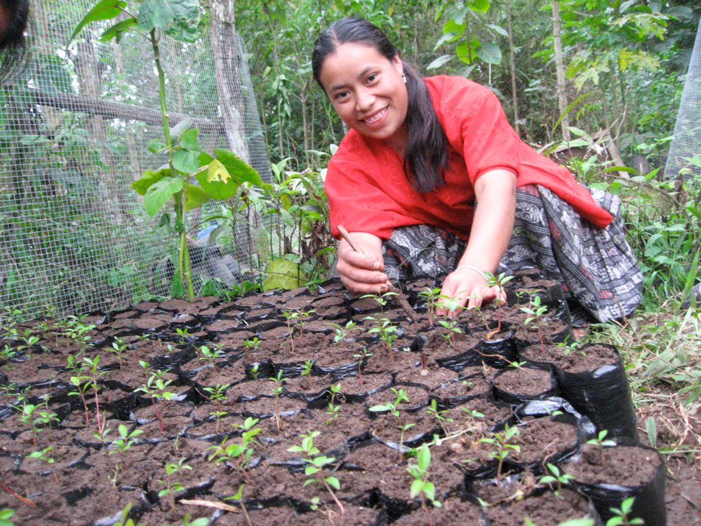 Rosa from Sequila', Carcha' at CCFC's tree nursery.