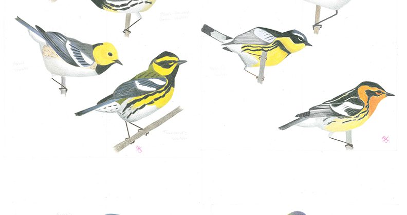 migratory bird coloring book, coming soon
