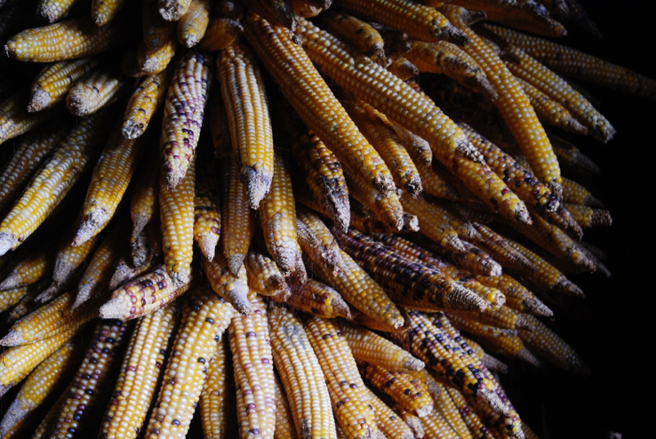 corn