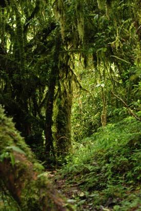 mossy_forest