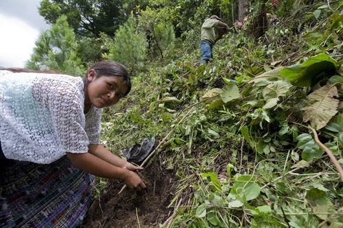 Maria Cac Cac plants native cloud forest trees along deforested areas. Xucaneb, Coban, Alta Verapaz