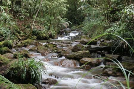 Mountain stream in cloud forest © Rob Cahill, Biotopo Quetzal, Baja Verapaz