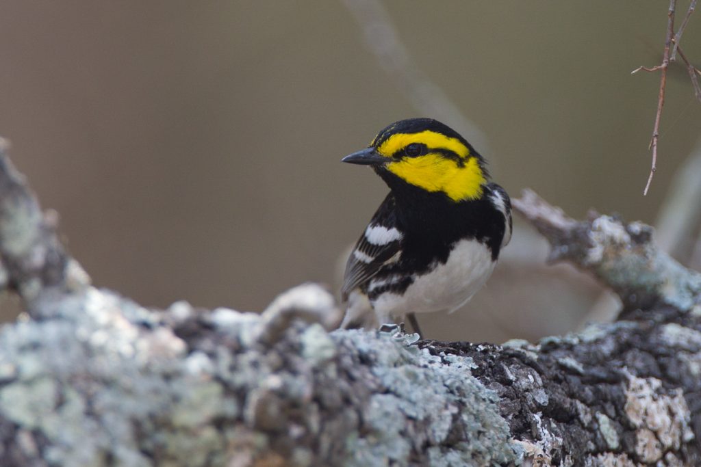 Priority Bird Species - Community Cloud Forest Conservation