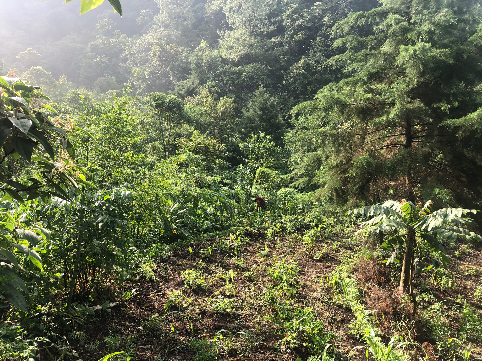 Why Agro-forest Parcels - Community Cloud Forest Conservation