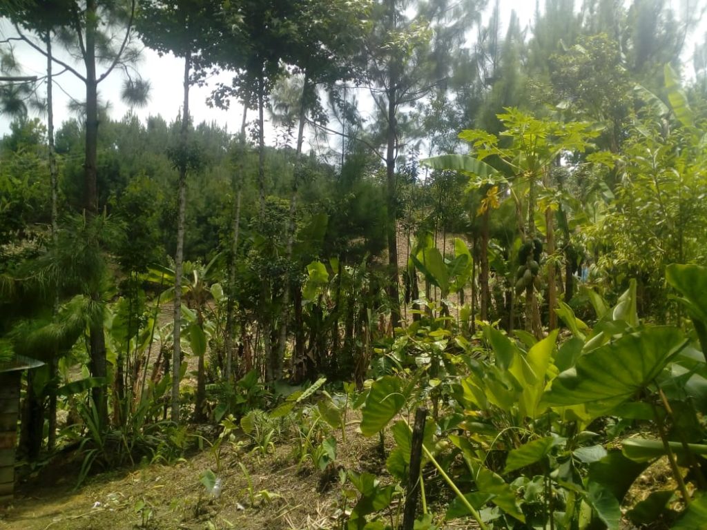 Why Agro-forest Parcels - Community Cloud Forest Conservation