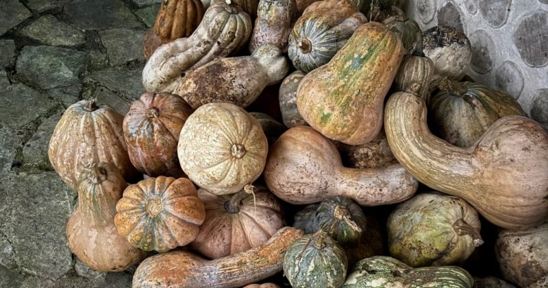 Pumpkin Soup Recipe