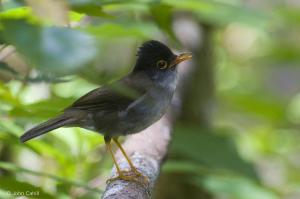 Black-headed Nightingale-Thrush